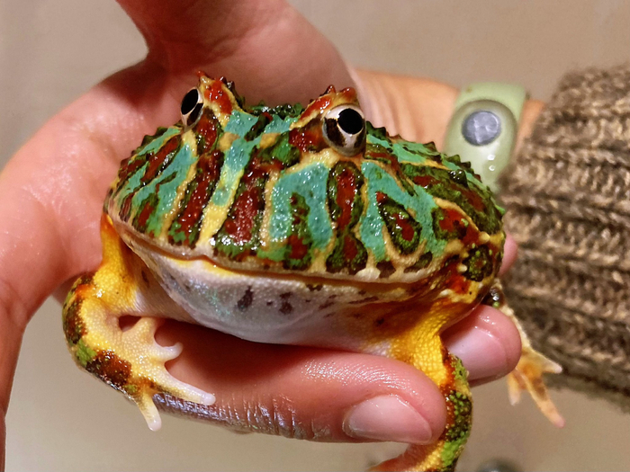 薄荷提夫尼钟角蛙我也觉得这只蛤蛤挺好看的