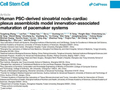 Cell Stem Cell | 曾安团队合作构建首个人源心脏“生物起搏器”类器官，为心律不齐研究提供新模型