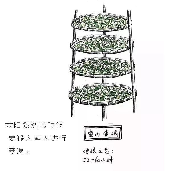 72 白茶制作的新工艺 72▼在传统白茶的制作基础上,新工艺白茶