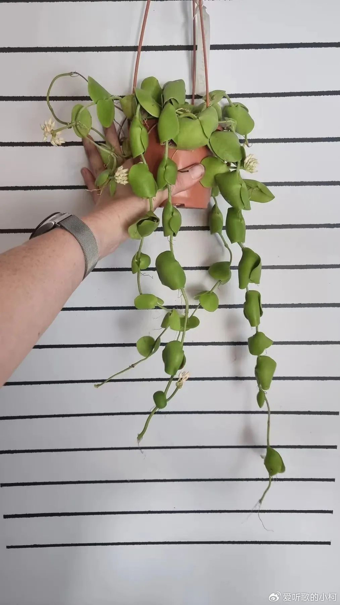 7种很小众,便宜好看又好养的室内垂盆植物,灯光下也能长好|玉荷包