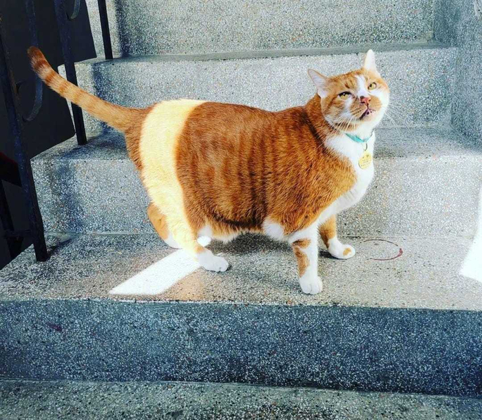 主人第一次养猫结果养到橘猫长大后变这么大