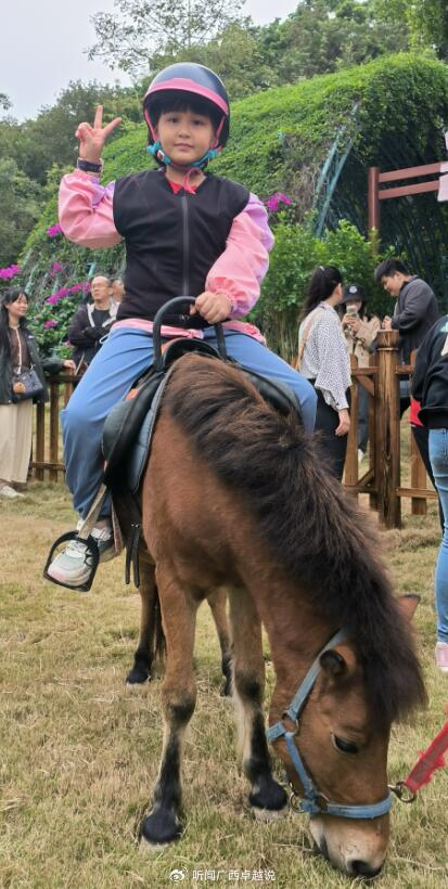 广西德保矮马在南宁青秀山萌宠乐园安家了