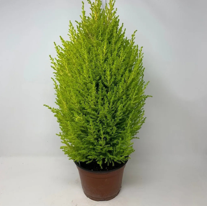 告诉你几个养护盆栽香松的秘诀,别再把它养枯萎了|香松|盆栽|养护