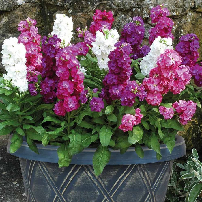 盆栽紫罗兰花朵可开小半年,这个冬春时节阳台不可少的小草花|紫罗兰