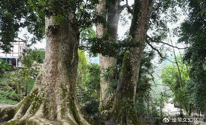 庭院种植这4样树,选"贵的",越养越值钱|沉香|庭院|金丝楠木_新浪新闻