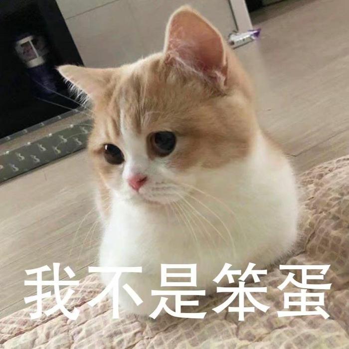 一组猫咪看笨蛋表情包合集