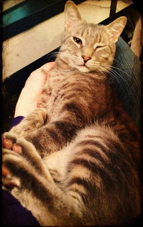 这些会对你wink的猫咪小心被它们电晕