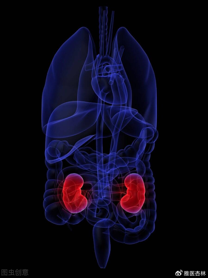 西医里的肾在忙些什么?