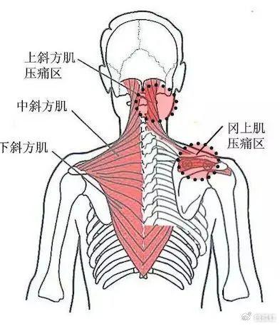 后颈窝长旋的位置图解图片