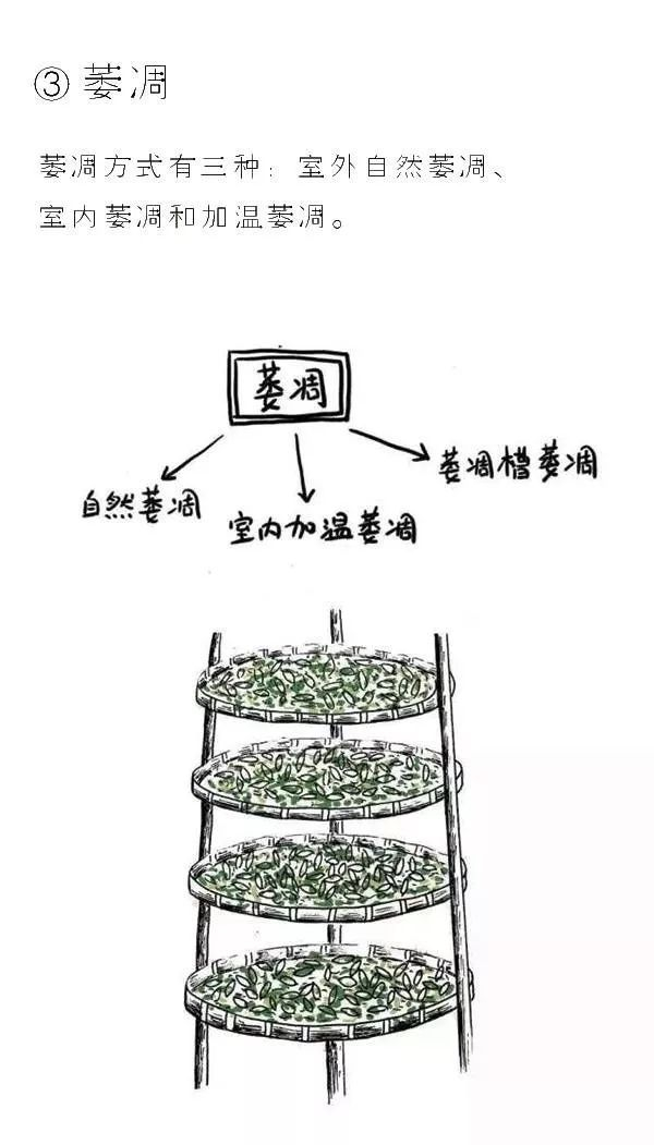 「煎茶日记」7月11日| 茶知识·白茶是怎样炼成的·工艺篇(建议收藏)