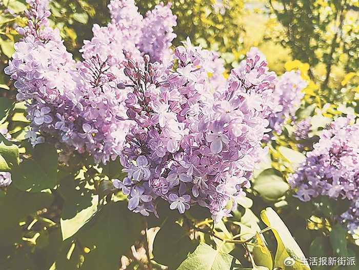 最熟悉的花,或许藏着你不知道的事