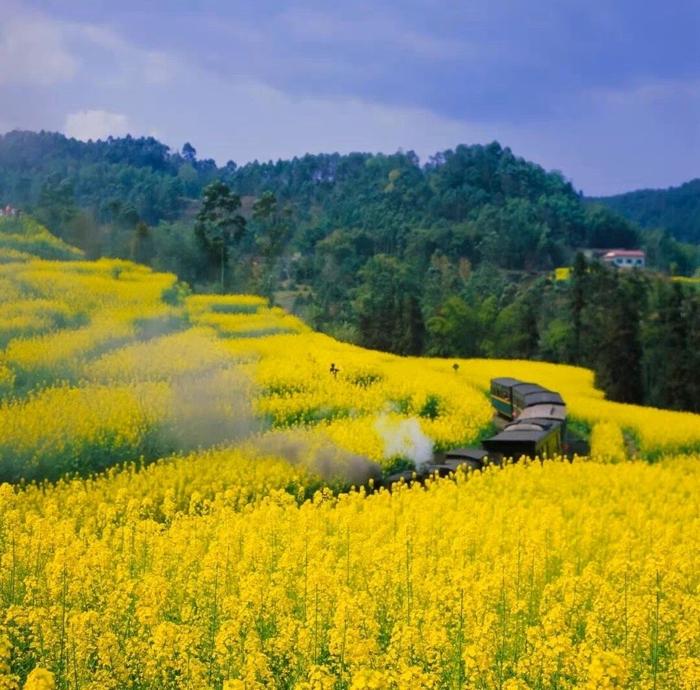 我想去四川犍為坐一回穿越花海的絕版蒸汽小火車