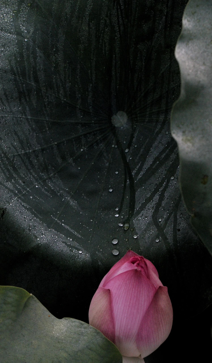 清雅淡暈出塵香,如筆細畫栽荷塘,玉光新裁蓮瓣色,不蔓不枝好夢長