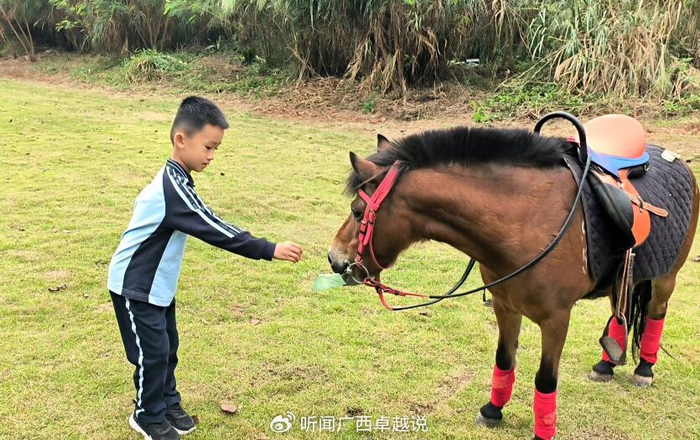 广西德保矮马在南宁青秀山萌宠乐园安家了