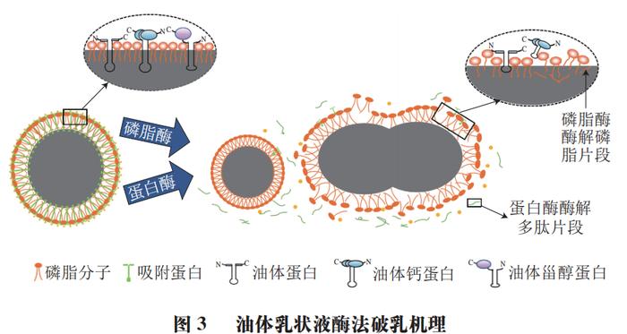 河南工業大學楊趁仙博士等界面蛋白對水酶法提取植物油脂過程