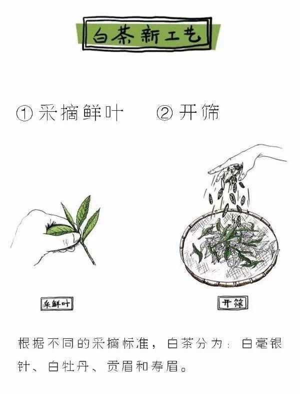 「煎茶日记」7月11日| 茶知识·白茶是怎样炼成的·工艺篇(建议收藏)