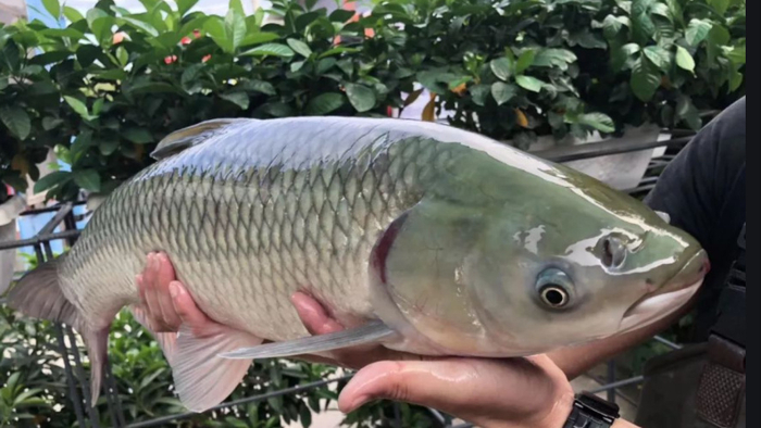 几百亩"双桂活水鱼"昨晚"被抢"!南充市餐饮协会做的这事