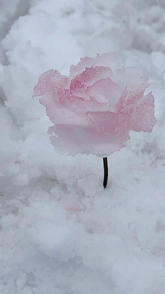 冰雪玫瑰小紫花图片