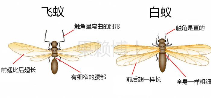 飞蚁是一种有翅膀的蚂蚁,它们是蚂蚁群中的生殖个体,负责繁殖后代