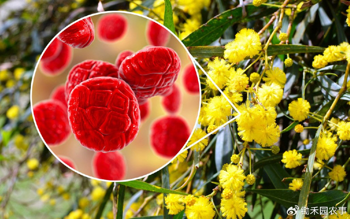 华南多地直奔35度,花粉预警:有些过敏伪装成感冒|春分_新浪新闻