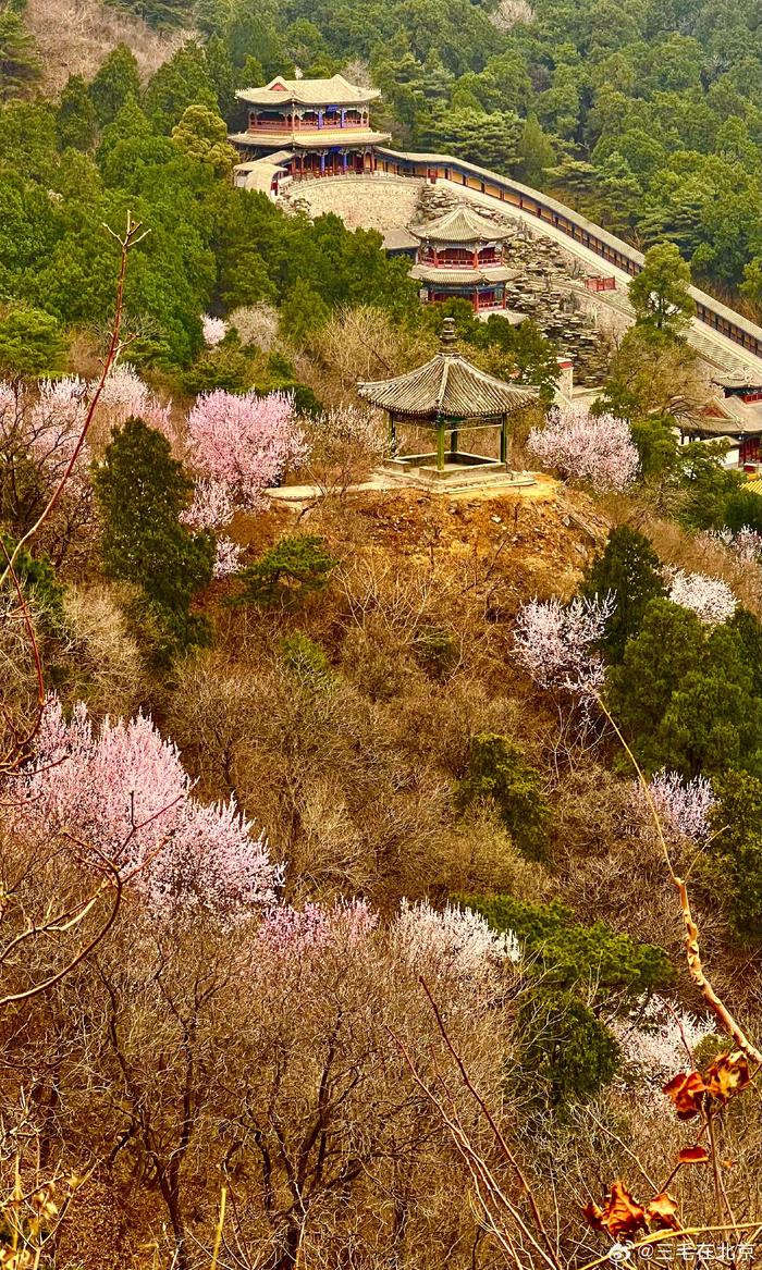 北京香山公园 春花烂漫 摄影