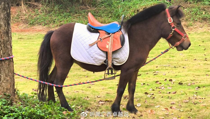 广西德保矮马在南宁青秀山萌宠乐园安家了