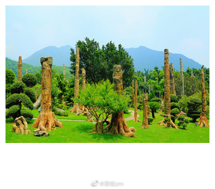 木化石,又称硅化木。在距今一亿五千万年前的中生代侏罗纪
