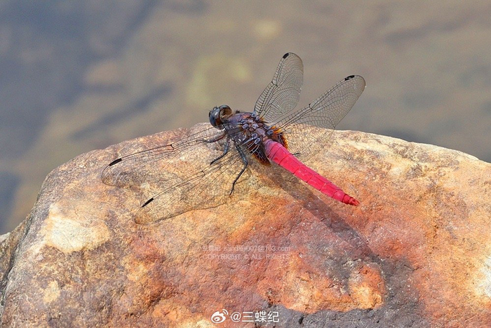 6,丽斑尺蛾(属).7,多纹鹿蛾.8,赤褐灰蜻.9,烟翅绿色蟌.