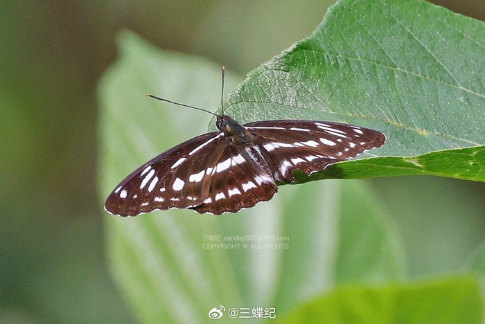 深圳四月老村的虫虫记录1小豹律蛱蝶