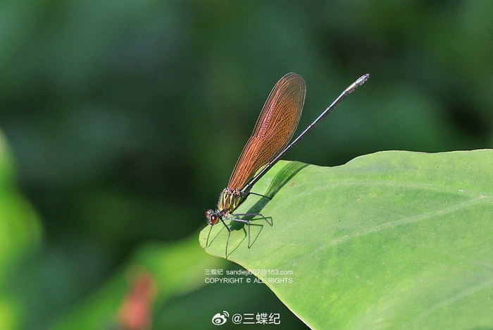 深圳四月老村的虫虫记录1小豹律蛱蝶