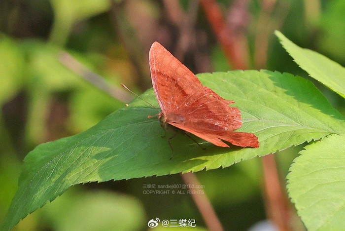 深圳四月老村的虫虫记录1小豹律蛱蝶