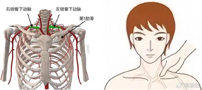 锁骨上动脉位置图片