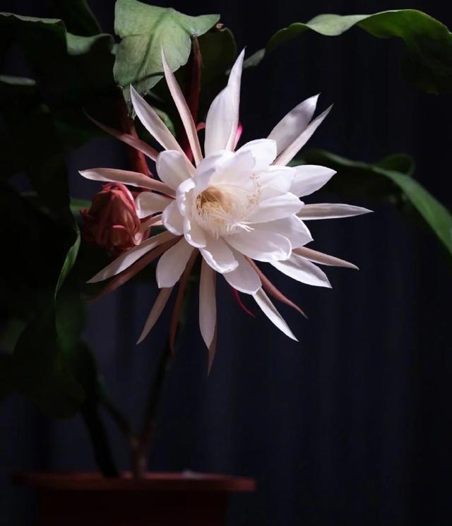 一染昙花百念空，净香吹遍古禅风