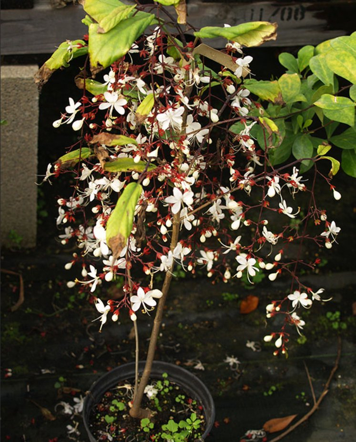 适合9月入手的耐半阴盆栽开花植物现在种秋末开始赏花