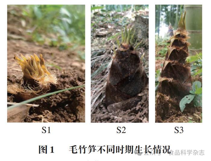 毛竹生长过程图片图片