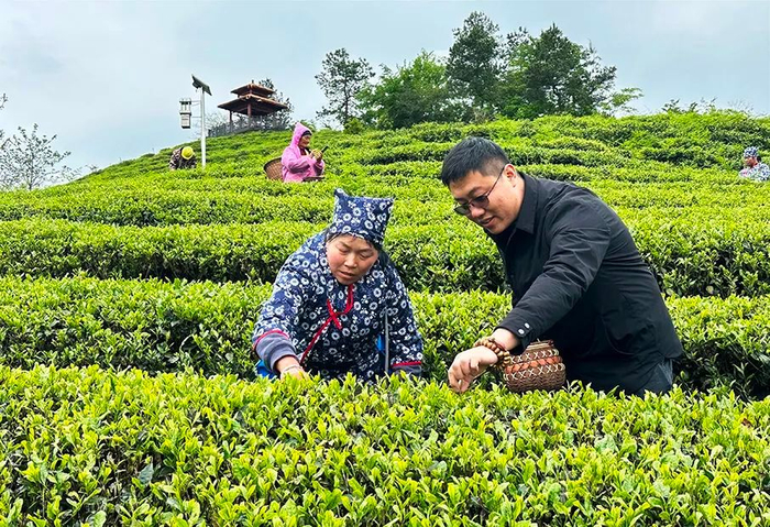 融入张家界,桑植亮出茶旅融合这张王牌