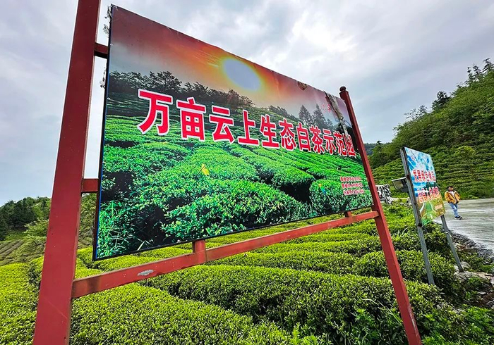 融入张家界,桑植亮出茶旅融合这张王牌