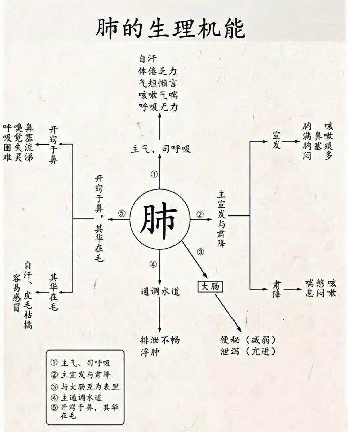 肺肝心腎脾的生理機能|機能|生理_新浪新聞