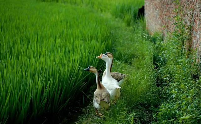 “夏天就在眼前”