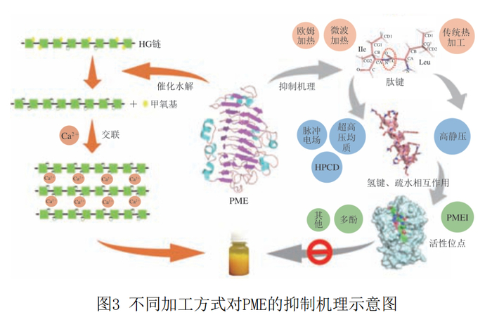 中国农业大学王永涛教授等:果蔬加工中果胶甲基酯酶活性抑制的研究__财经头条