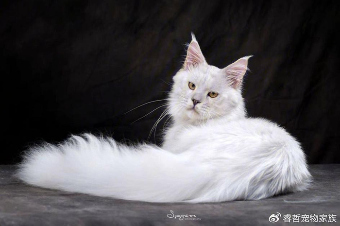 认识不一样的缅因猫科普大全|缅因猫|猫|性格_新浪新闻