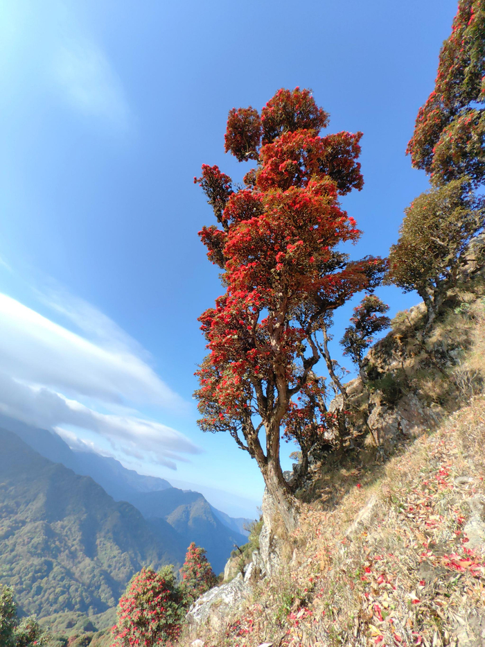 一月之内三次上永德大雪山拍马缨花的记录