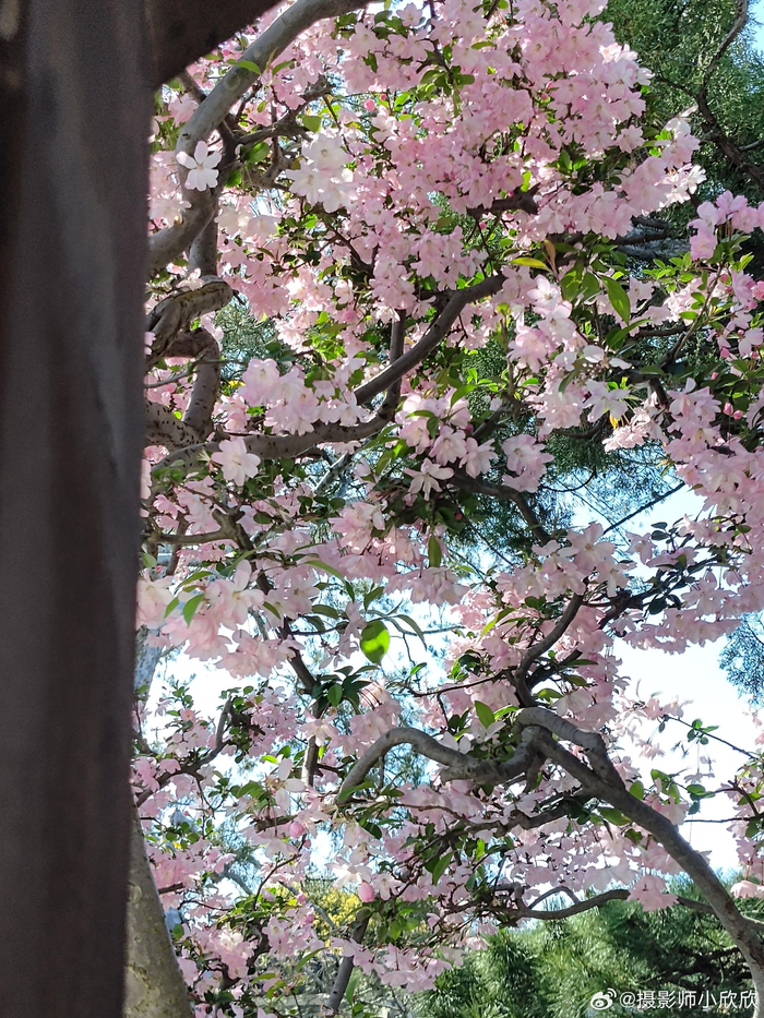 网师园的海棠花