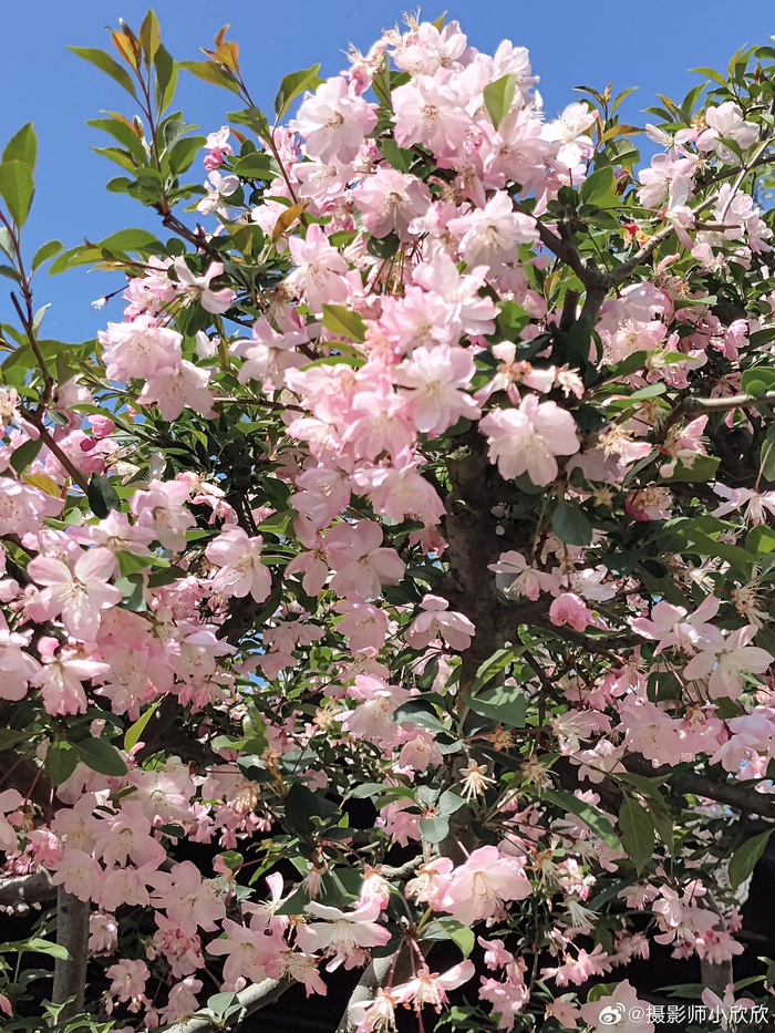 网师园的海棠花