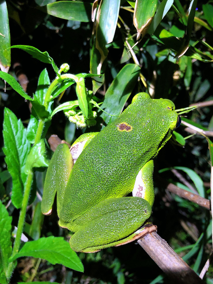 漫山遍野小树蛙,可惜没下雨,没有get它们交配图
