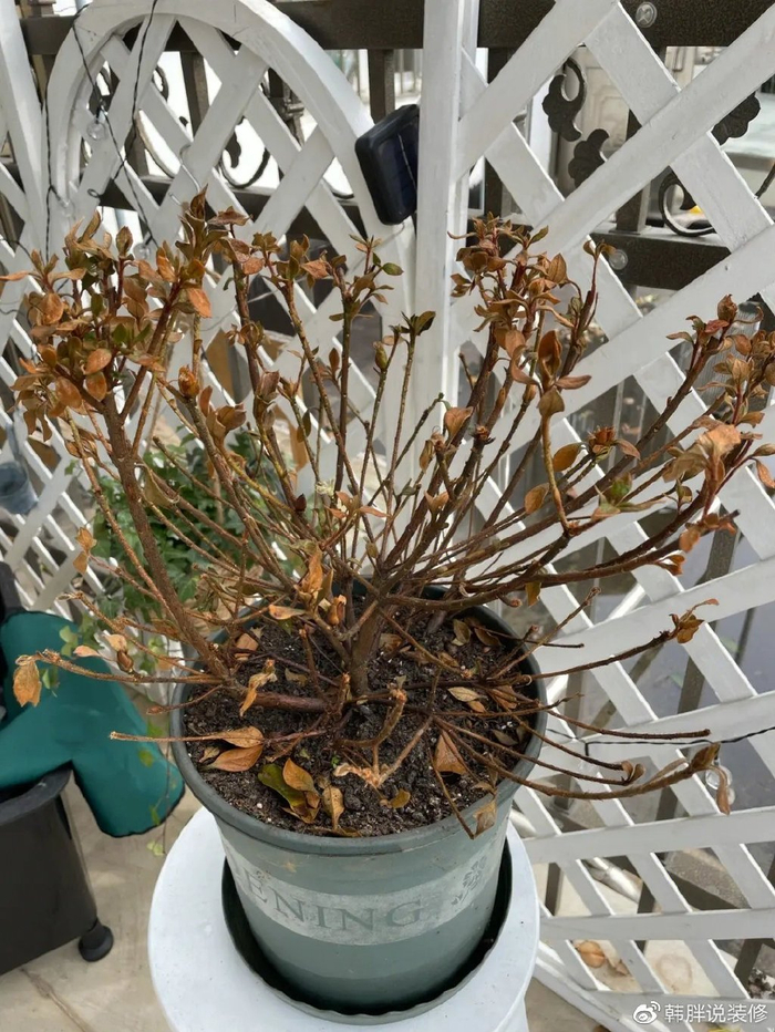 4,厕所里不放枯萎的植物