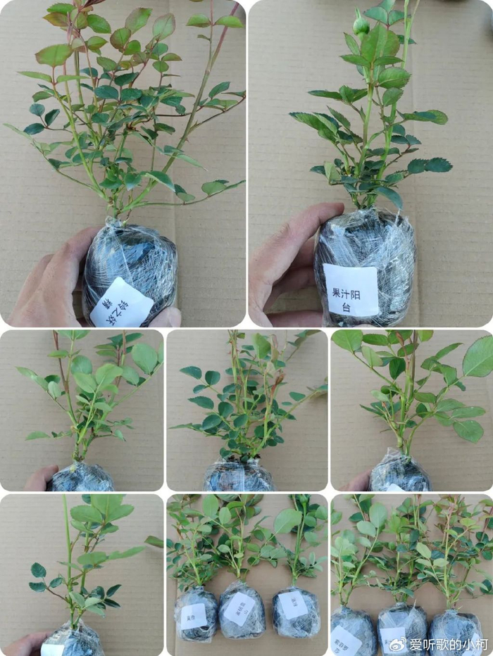 小苗月季开花墙有6个秘诀开花旺盛花大色艳太简单