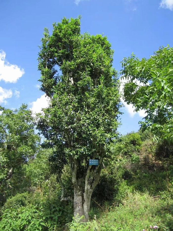 云南腾冲高黎贡山茶博园:创新服务多产融合,丰富旅游新业态|云南|茶博