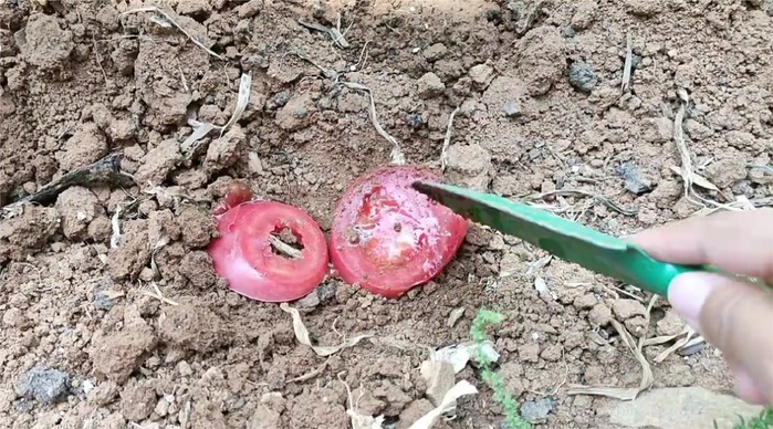 烂掉的西红柿别扔了,越烂越有价值,好多人不了解,务必