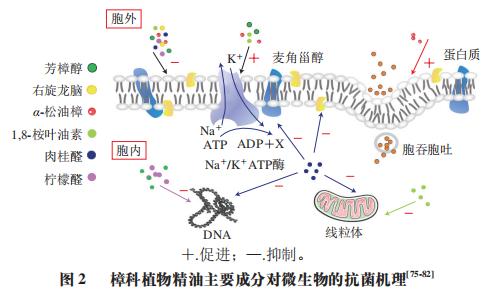 天津商业大学王颖副教授,姜子涛教授等:樟科植物精油